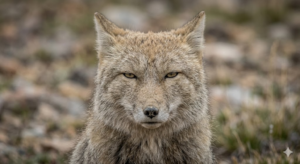 チベットスナギツネ チベット高原 目が死んでる理由　生息地（AI生成画像）