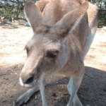 ロンパインコアラサンクチュアリ　カンガルー 2004年撮影